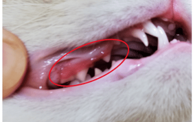 Gingivostomatitis bei Jungkatzen